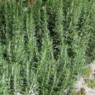 5 Pcs Seed Arp Cold Hardy Rosemary, Rosmarinus officinalis Arp Seeds for Planting