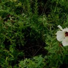 10 Pcs Seed Pinelands Hibiscus, Hibiscus aculeatus Seeds for Planting