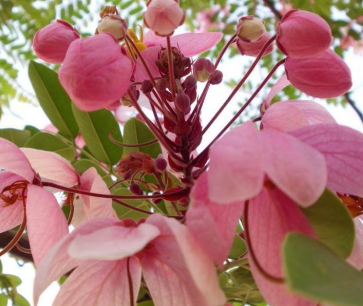 5 Pcs Seed Pink Shower Tree, Cassia nodosa Seeds for Planting