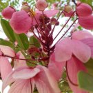 5 Pcs Seed Pink Shower Tree, Cassia nodosa Seeds for Planting