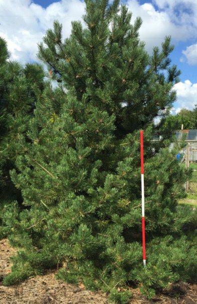 5 Pcs Seed Mugo Pine, Pinus mugo rostrata Seeds for Planting