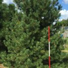 5 Pcs Seed Mugo Pine, Pinus mugo rostrata Seeds for Planting
