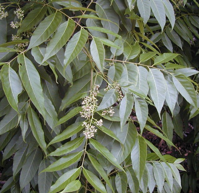 5 Pcs Seed Red Cedar Tree, Toona ciliata Seeds for Planting