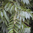 5 Pcs Seed Red Cedar Tree, Toona ciliata Seeds for Planting