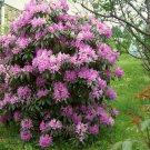 10 Pcs Seed Catawba Rhododendron, Rhododendron catawbiense Seeds for Planting