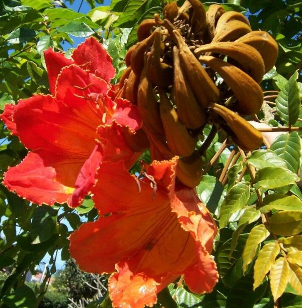 5 Pcs Seed African Tulip Tree, Spathodea campanulata Seeds for Planting