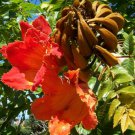 5 Pcs Seed African Tulip Tree, Spathodea campanulata Seeds for Planting