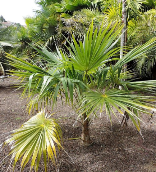 5 Pcs  Barbados Thatch Palm, Coccothrinax barbadensis Seeds for Planting