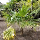 5 Pcs  Barbados Thatch Palm, Coccothrinax barbadensis Seeds for Planting