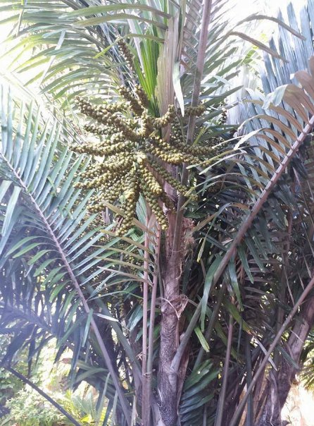 5 Pcs Seed Sugar Palm, Arenga engleri Seeds for Planting