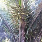 5 Pcs Seed Sugar Palm, Arenga engleri Seeds for Planting