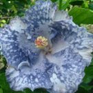 20 Hibiscus Seeds, White Silver Hibiscus Seeds, Perennial Flower Seed, Hibiscus Rosa Sinensis