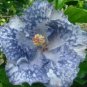 20 Hibiscus Seeds, White Silver Hibiscus Seeds, Perennial Flower Seed, Hibiscus Rosa Sinensis