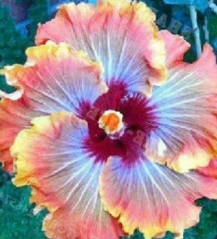 20 Hibiscus Seeds, Orange Blue Hibiscus Seeds, Orange Hibiscus Seeds, Hibiscus Rosa Sinensis