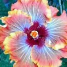 20 Hibiscus Seeds, Orange Blue Hibiscus Seeds, Orange Hibiscus Seeds, Hibiscus Rosa Sinensis