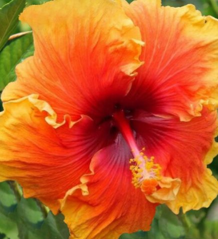 20 Hibiscus Seeds, Orange Hibiscus Seeds, Yellow Orange Hibiscus Seeds, Hibiscus Rosa Sinensis