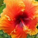 20 Hibiscus Seeds, Orange Hibiscus Seeds, Yellow Orange Hibiscus Seeds, Hibiscus Rosa Sinensis
