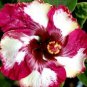 20 Hibiscus Seeds, White Red Hibiscus Seeds, Red Hibiscus Seeds, Hibiscus Rosa Sinensis