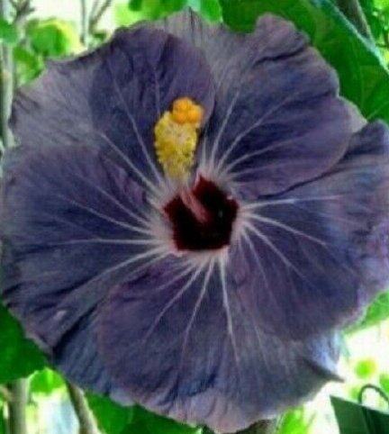 20 Hibiscus Seeds, Purple Hibiscus Seeds, Purple Silver Hibiscus Seeds, Hibiscus Rosa Sinensis