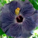20 Hibiscus Seeds, Purple Hibiscus Seeds, Purple Silver Hibiscus Seeds, Hibiscus Rosa Sinensis
