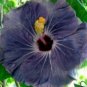 20 Hibiscus Seeds, Purple Hibiscus Seeds, Purple Silver Hibiscus Seeds, Hibiscus Rosa Sinensis
