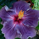 20 Hibiscus Seeds, Purple Hibiscus Seeds, Purple Pink Flower Hibiscus, Hibiscus Rosa Sinensis
