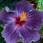20 Hibiscus Seeds, Purple Hibiscus Seeds, Purple Pink Flower Hibiscus, Hibiscus Rosa Sinensis