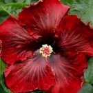 20 Hibiscus Seeds, Red Hibiscus Seeds, Dark Red Flower Hibiscus, Hibiscus Rosa Sinensis