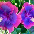20 Hibiscus Seeds, Pink Purple Hibiscus Seeds, Pink Purple Blue Hibiscus, Hibiscus Rosa Sinensis