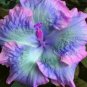20 Hibiscus Seeds, Blue Pink Hibiscus Seeds, Pink Blue Purple Hibiscus, Hibiscus Rosa Sinensis