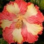 20 Hibiscus Seeds, Yellow Red Hibiscus Seeds, Red Hibiscus Seeds, Hibiscus Rosa Sinensis