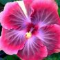20 Hibiscus Seeds, Purple Pink Hibiscus Seeds, Pink Hibiscus Seeds, Hibiscus Rosa Sinensis