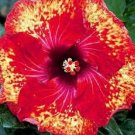 20 Hibiscus Seeds, Red Hibiscus Seeds, Yellow Red Hibiscus Seeds, Hibiscus Rosa Sinensis