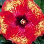 20 Hibiscus Seeds, Red Hibiscus Seeds, Yellow Red Hibiscus Seeds, Hibiscus Rosa Sinensis