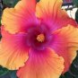 20 Hibiscus Seeds, Pink Orange Hibiscus Seeds, Orange Hibiscus Seeds, Hibiscus Rosa Sinensis