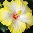 20 Hibiscus Seeds, Yellow Hibiscus Seeds, White Yellow Hibiscus, Hibiscus Rosa Sinensis