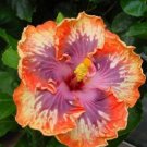 20 Hibiscus Seeds, Purple Orange Hibiscus Seeds, Orange Hibiscus Seeds, Hibiscus Rosa Sinensis
