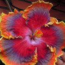 20 Hibiscus Seeds, Orange Purple Hibiscus Seeds, Red Purple Orange Hibiscus, Hibiscus Rosa Sinensis
