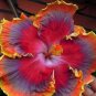 20 Hibiscus Seeds, Orange Purple Hibiscus Seeds, Red Purple Orange Hibiscus, Hibiscus Rosa Sinensis