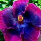 20 Hibiscus Seeds, Blue Pink Hibiscus Seeds, Pink Hibiscus Seeds, Hibiscus Rosa Sinensis