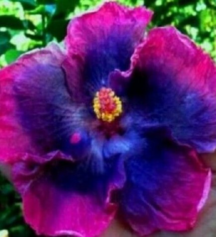 100 Black Yellow Hibiscus Seeds – Hibiscus Rosa-sinensis, Perennial Garden Flowers, Easy Grow