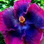 20 Hibiscus Seeds, Blue Pink Hibiscus Seeds, Pink Hibiscus Seeds, Hibiscus Rosa Sinensis