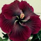 20 Hibiscus Seeds, Red Black Hibiscus Seeds, Red Hibiscus Seeds, Hibiscus Rosa Sinensis