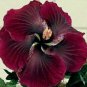 20 Hibiscus Seeds, Red Black Hibiscus Seeds, Red Hibiscus Seeds, Hibiscus Rosa Sinensis