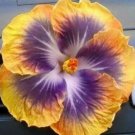 20 Hibiscus Seeds, Yellow Hibiscus Seeds, Yellow Purple Hibiscus Seeds, Hibiscus Rosa Sinensis