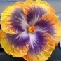 20 Hibiscus Seeds, Yellow Hibiscus Seeds, Yellow Purple Hibiscus Seeds, Hibiscus Rosa Sinensis