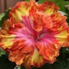 20 Hibiscus Seeds, Orange Hibiscus Seeds, Yellow Pink Orange Hibiscus, Hibiscus Rosa Sinensis