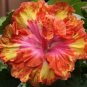 20 Hibiscus Seeds, Orange Hibiscus Seeds, Yellow Pink Orange Hibiscus, Hibiscus Rosa Sinensis