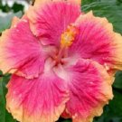 20 Hibiscus Seeds, Pink Hibiscus Seeds, Orange Pink Hibiscus Seeds, Hibiscus Rosa Sinensis