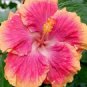 20 Hibiscus Seeds, Pink Hibiscus Seeds, Orange Pink Hibiscus Seeds, Hibiscus Rosa Sinensis